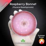Raspberry Bonnet (Mycena Roseilignicola) Live Mycelium Mushroom Culture Spawn Seed