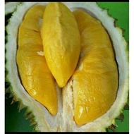 Pokok Durian Musang King