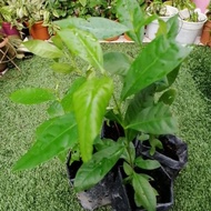 Anak Pokok Salam / Bay Leaves / Syzygium Polyanthum plant