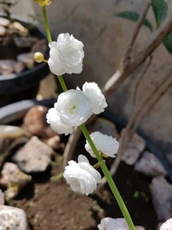 tanaman hias tanaman air sagitaria japonica