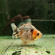 paket promo 5 koki OST oranda calico