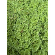 azolla hybrid / benih azola / azolla microphylla microfila mosquito fern aquatic/pokokair/watterplan