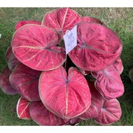 KELADI TEMBIKAI CANTIK / CALADIUM