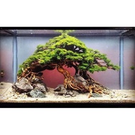 Bonsai  Tree For Aquarium