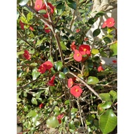 MERAH Live red flower euphorbia ornamental plant