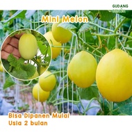 Bibit Melon Mini  Benih Semangka Mini  Benih Buah Unggul  Bibit Buah Semangka  Bibit isi 30