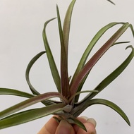Air Plant Tillandsia Aff Capitata (S)