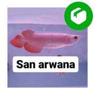 Ready Stock Arwana super red chili ikan arwana super red