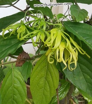 MDC- Ylang-ylang sapling / Anak Bunga Kenanga Anak Pokok  bunga wangi fragrant flowers Tanaman Benih Garden Seed Seeds