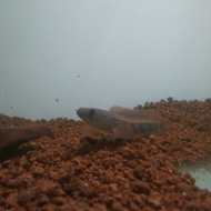 chana Maru super red Sampit 13-15 cm
