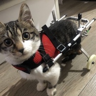 Cat Special Wheelchair Pet Hindlimb Disability Scooter Spine Fracture Rehabilitation Training Car Super Lightweight Adjustable