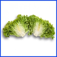 ∟  ❡ Jonction Lettuce Rijk Zwaan (REPACKED)(100 seeds)