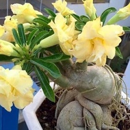 bibit tanaman adenium bunga kuning bonggol besar kamboja jepang bonsai Krisna Jaya Agro