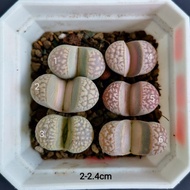 Lithops Marmorata 茧型玉 生石花