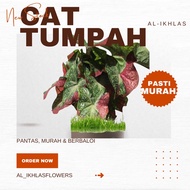Cat Tumpah Caladium | Ubi Keladi Cat Tumpah | Keladi Cat Tumpah bagi Ubi Pokok| Cat Tumpah Caladium for bulbs/ seeds