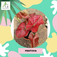 KELADI FESTIVIA / CALADIUM FESTIVIA / RED SUN