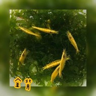 【嘉嘉寵物】🦐金背黃金米蝦🦐 觀賞魚蝦  （飼料餌料）