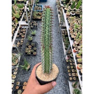 Euphorbia confinalis