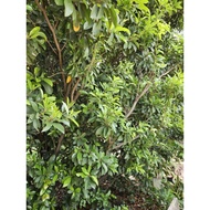 Fresh sapodilla/sapoche leaves with branches set 100g