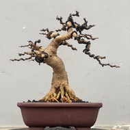 bonsai anting putri siap pajang