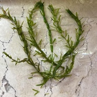 (Good) Egeria Densa aquascape water plant