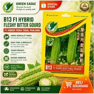 B13 F1 HYBRID FLESHY BITTER GOURD B13 F1 HIBRID PERIA TEBAL PANJANG