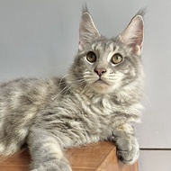 Mainecoon  blue silver 