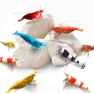 SunGrow Shrimp Rocks, Calcium, Magnesium Rocks for Crayfish, Hermit Crab, Snails, Crustacean Care, A