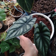 alocasia dragon silver rawatan