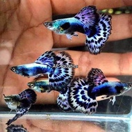 Purple Mosaic Guppy -1 pair（Live Fish）