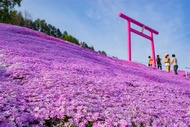 第2人折3000｜北海道｜浪漫芝櫻花海．千年之森．阿寒湖遊船．層雲峽流星瀑布．三大蟹6日【四晚溫泉】【高雄直飛】