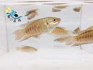 台灣原生種鬥魚 蓋斑鬥魚 免打氣 易飼養  全台活體宅配到府 可刷卡