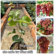 CÂY GIỐNG NHO NGÓN TAY HỒNG NHẬT SIÊU SỚM. [ GHN Express ]