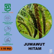 PlantSeed - 50 Benih Bibit Juwawut Jawawut Jewawut Hitam