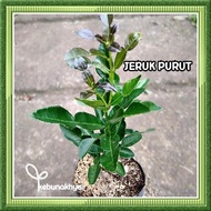 HSM Bibit Jeruk Purut Tanaman Buah Jeruk Purut Pohon Jeruk Purut