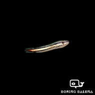 BRBN Giant Snakehead - Channa Micropeltes - Channa - Snakehead -  Toman Harimau - Ikan Channa - Aqua