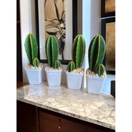 Artificial succulent cactus cowboy plant - Succulent