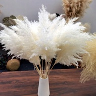 10/20/30pcs 21 Inch/55cm Tall Beige Pampas Grass Stems, Ideal For Adding Boho Vibes To Your Space - 