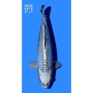 doitsu gin matsuba ooyama 45 bu female ikan koi import sertifikat breeder HQ 