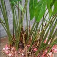 Rizom Pokok Lengkuas Berakar - 2 Batang