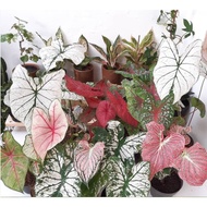 100 Pcs Mixed Colors Caladium Seeds Rare Flower Plant Seeds  Caladium Plant Garden Bonsai Seeds for Planting Gardening