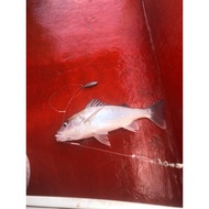 Perambut bottom 2mata (dupont)