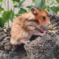 hamster syrian golden long hair
