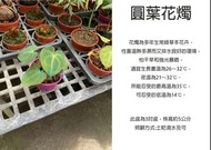 心栽花坊-圓葉花燭/3吋盆/綠化植物/室內植物/觀葉植物/售價560特價500