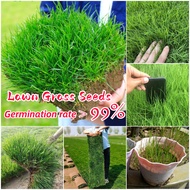 [Easy To Grow In Philippines] Lawn Grass Seed (150 Seeds) Green Bermuda Grass for Lawn Gardening See