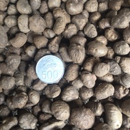 BIBIT KATAK PORANG SUPER 1KG