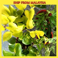 [LIVE PLANT] KERATAN POKOK/PLANT CUTTING MONEY PLANT, SYNGONIUM BATIK, MONSTERA ADANSONII,  PHILODEN