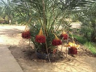 Bibit Benih Biji Kurma Tropis Jenis H1 Merah Asal Thailand