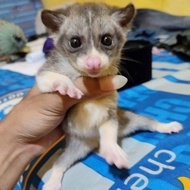 BABY MUSANG PANDAN MOZAIK COCOK BUAT MAINAN DI RUMAH DAN LUCU-LUCUAN