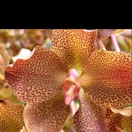Grammatophyllum pantherium 3-5 foot